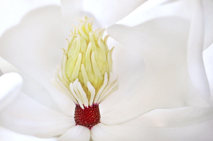 Magnolia Grandiflora #1 Photograph by Mariola Szeliga