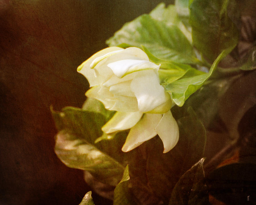 Magnolia II #1 Photograph by Jai Johnson