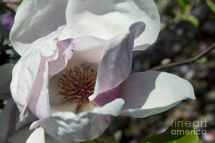 Magnolia x soulangeana Flower #1 Photograph by Sherry  Curry