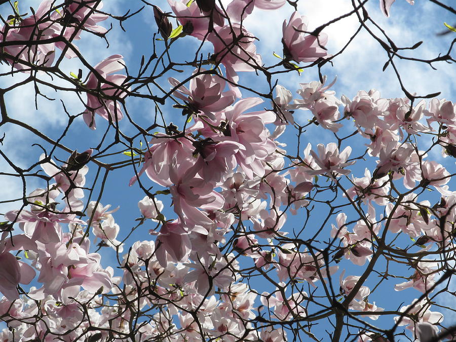 Magnolias Heaven #1 Photograph by Alfred Ng