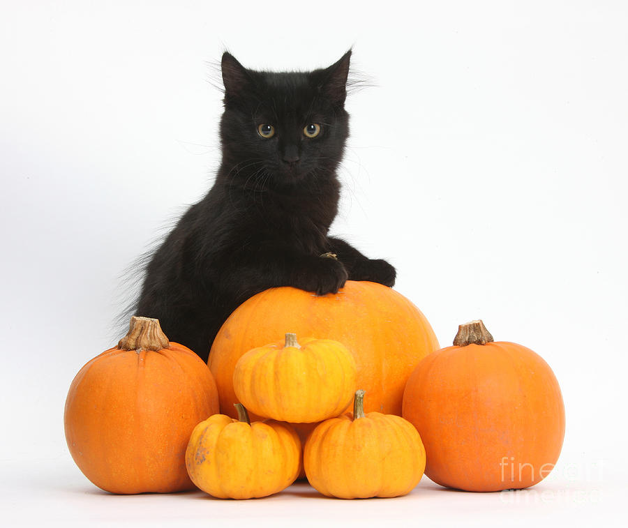 Maine Coon Kitten and Pumpkins #1 Photograph by Mark Taylor