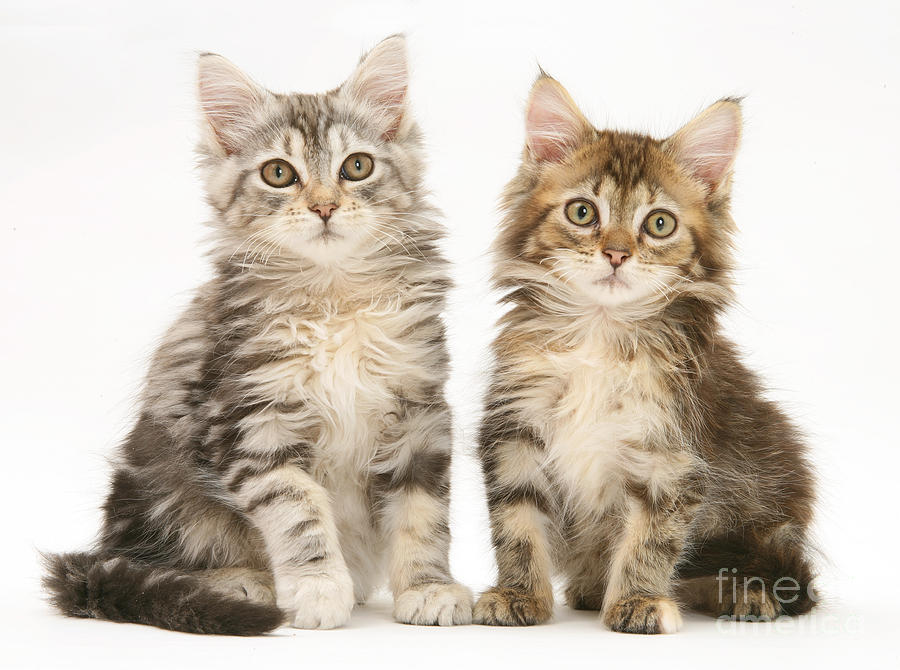 Cat Photograph - Maine Coon Kittens #7 by Jane Burton