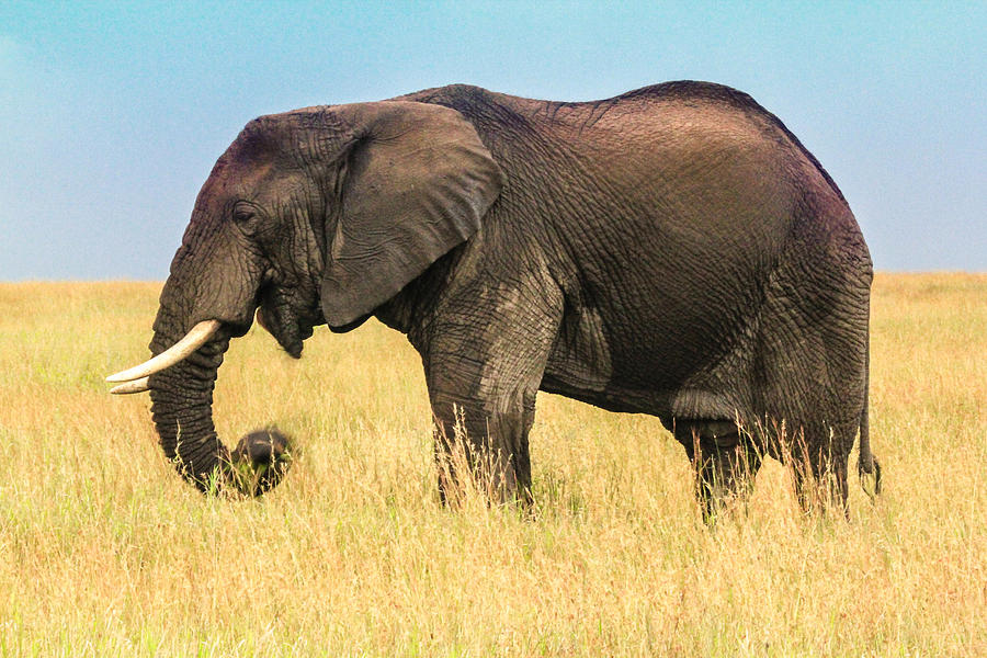 Majestic Elephant Photograph by Diane Geddes