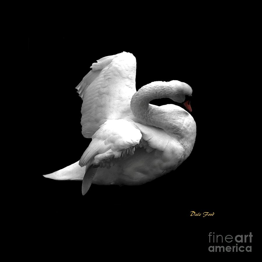 Majestic Swan #1 Digital Art by Dale   Ford