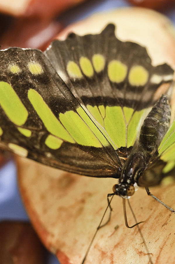 Malachite Butterfly #1 Photograph by Perla Copernik