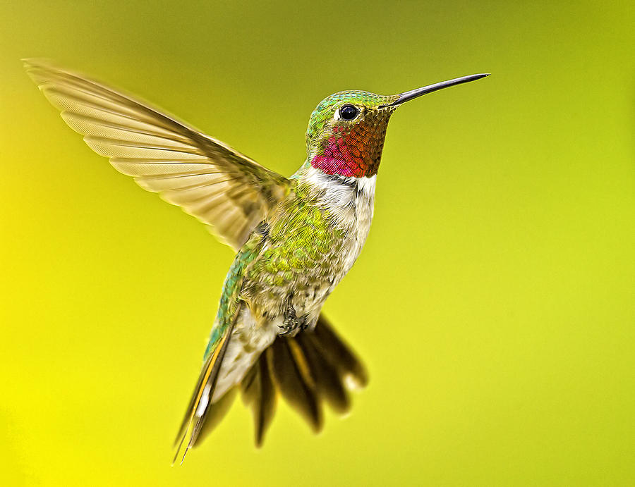 Male Broad-tailed Hummingbird #1 Photograph by Fred J Lord