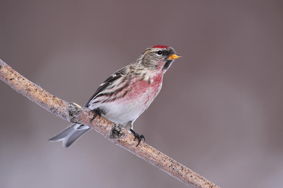 Male Common Redpoll Photograph by Doug Lloyd | Fine Art America