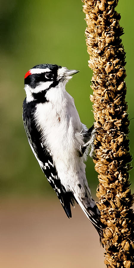 Male Downy Woodpecker  #1 Photograph by Albert Seger