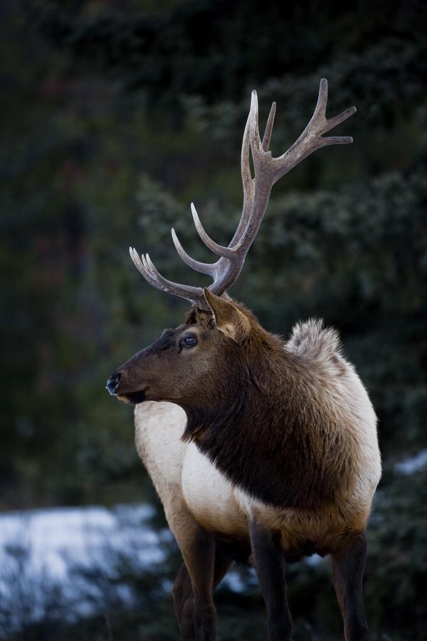 Animal Photograph - Male Elk Cervus Canadensis #1 by Richard Wear