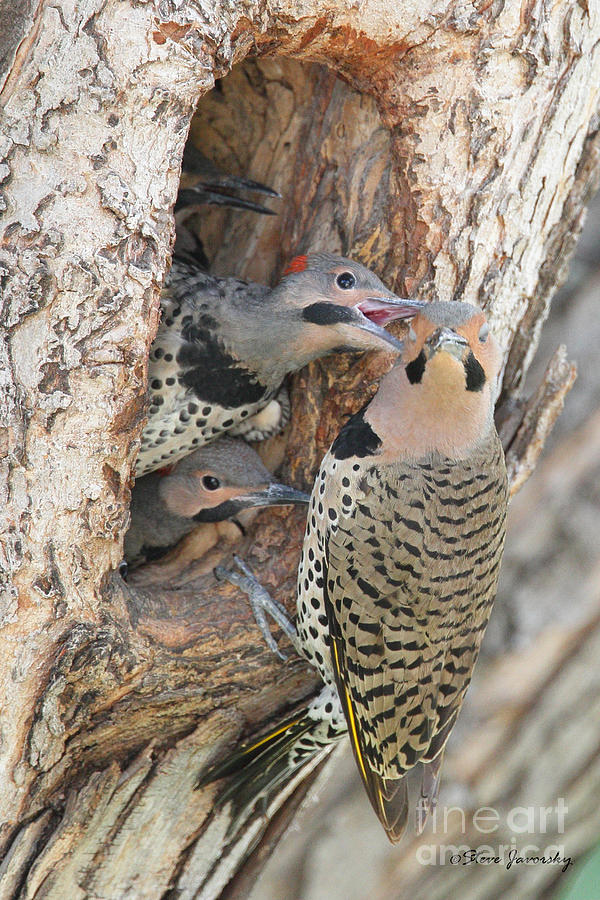 Male Flicker feeding the Young Ones #1 Photograph by Steve Javorsky