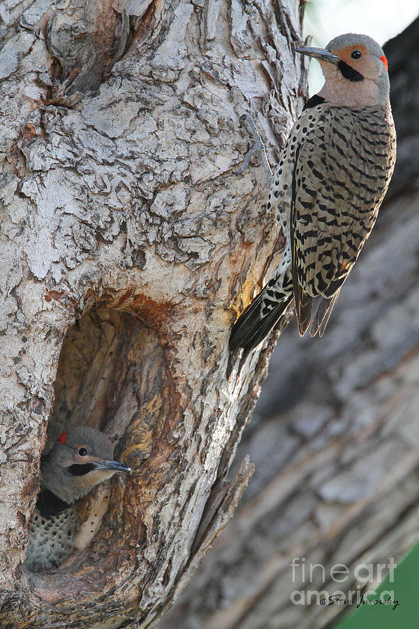 Male Flicker with Young #1 Photograph by Steve Javorsky