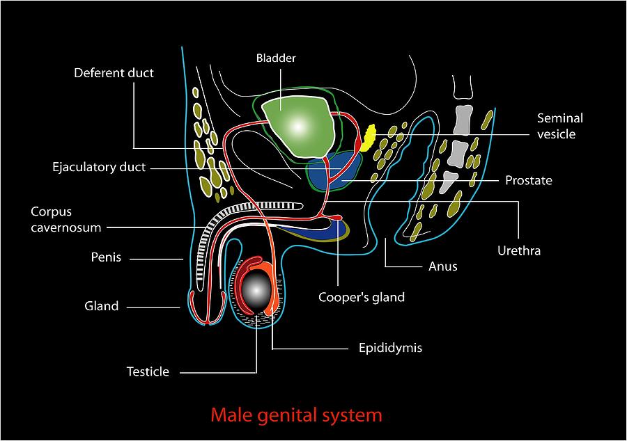 Human Photograph - Male Genitourinary System, Artwork #1 by Francis Leroy, Biocosmos