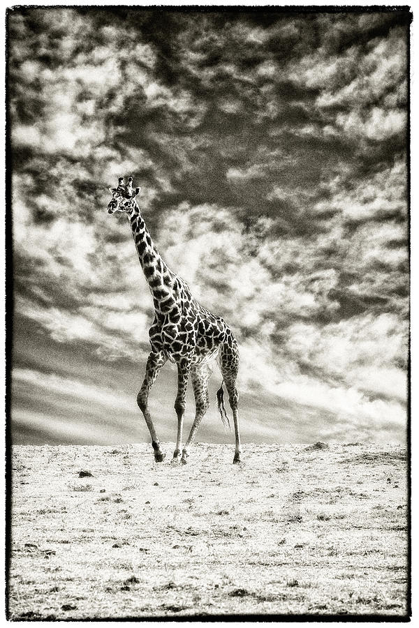 Male Giraffe #2 Photograph by Perla Copernik