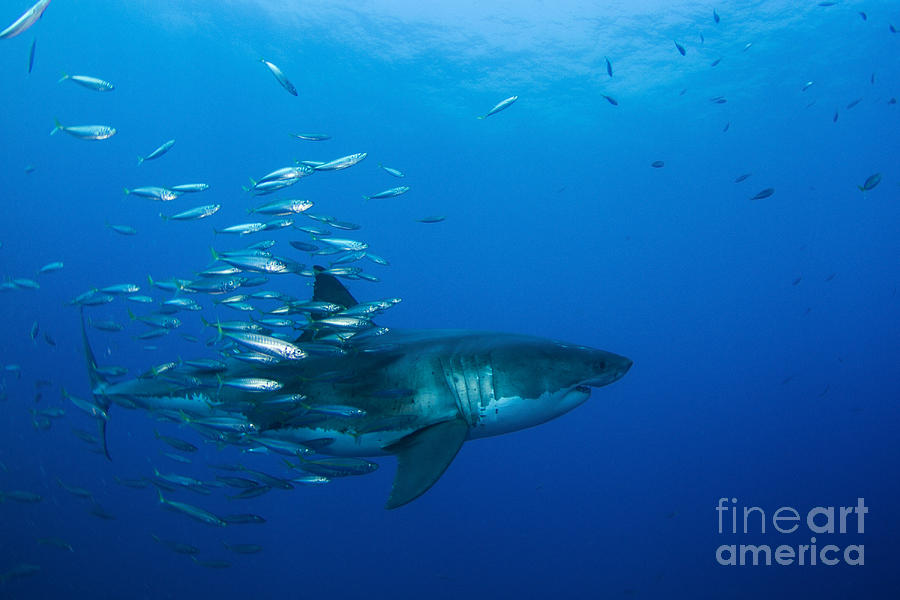 Great White Shark Photograph - Male Great White Shark And Bait Fish #1 by Todd Winner
