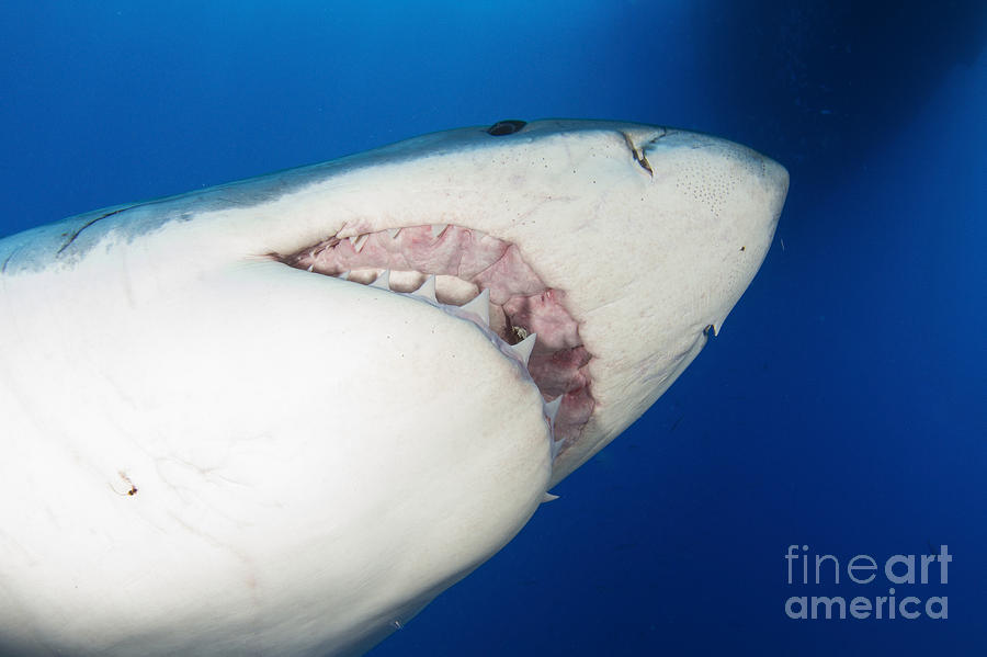 Male Great White Shark Showing Teeth Photograph