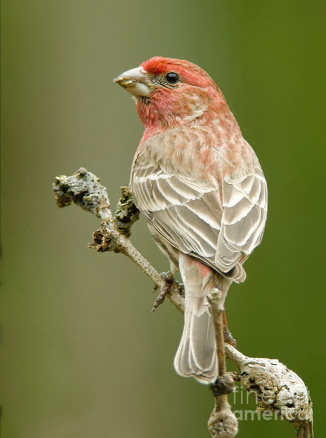 Male House Finch #1 Photograph by Jean A Chang