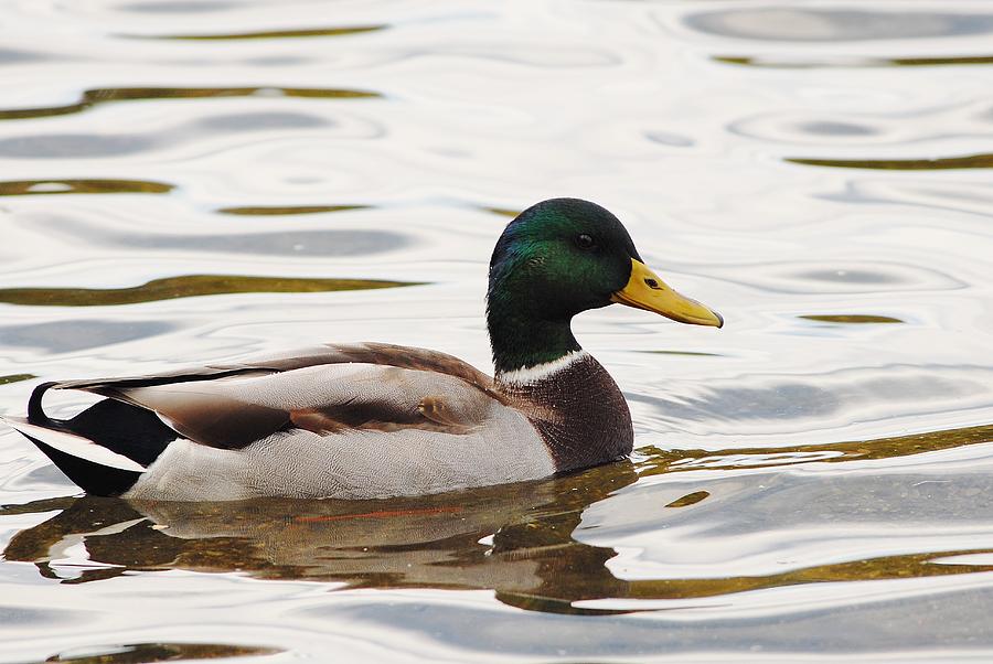 Male mallard duck #1 Photograph by David Campione