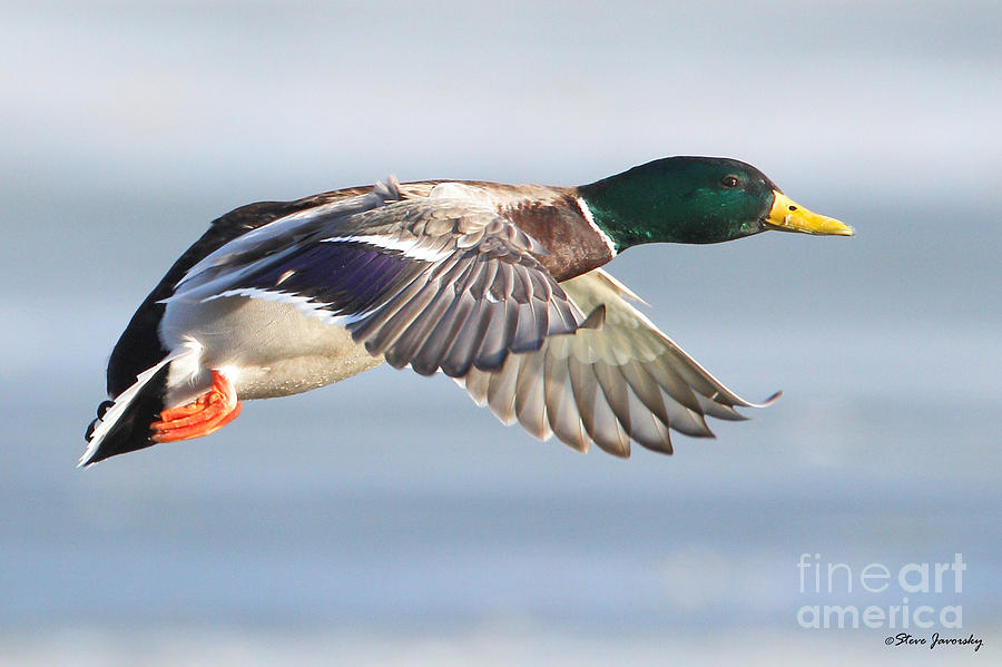 Male Mallard Duck in Flight #1 Photograph by Steve Javorsky