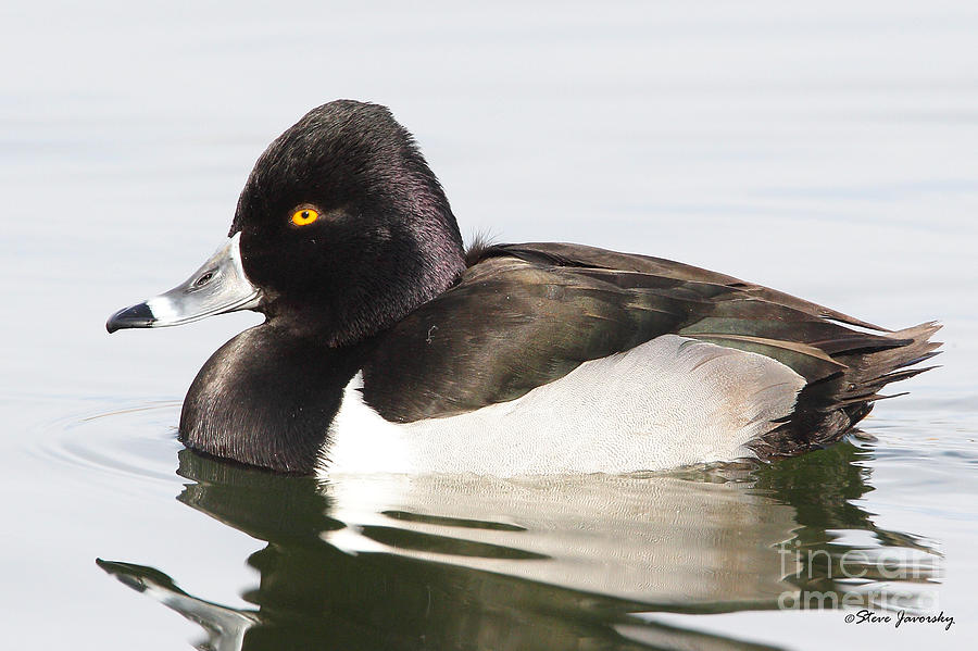 Male Ring Necked Duck #1 Photograph by Steve Javorsky