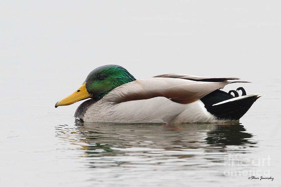 Mallard Duck #1 Photograph by Steve Javorsky