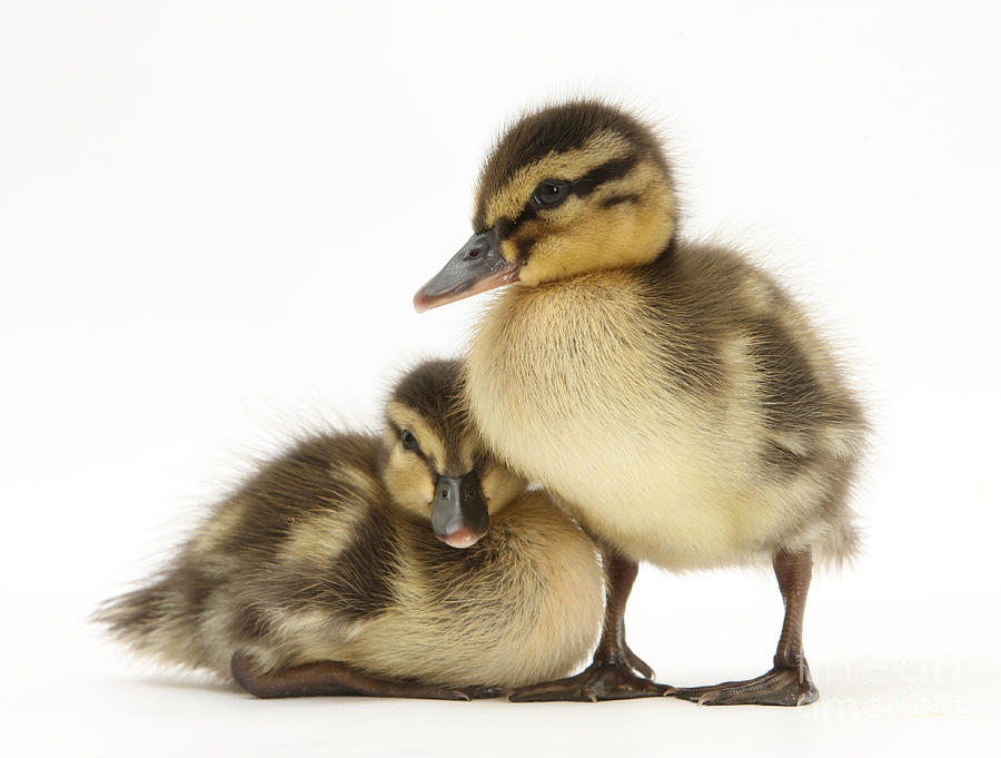 Mallard Ducklings #1 Photograph by Mark Taylor