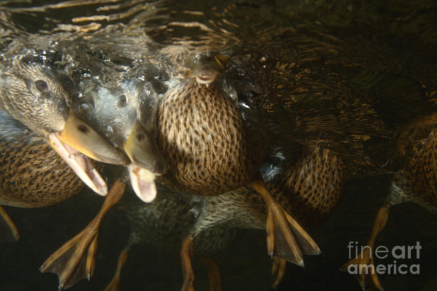 Mallard Ducks Underwater #1 Photograph by Ted Kinsman