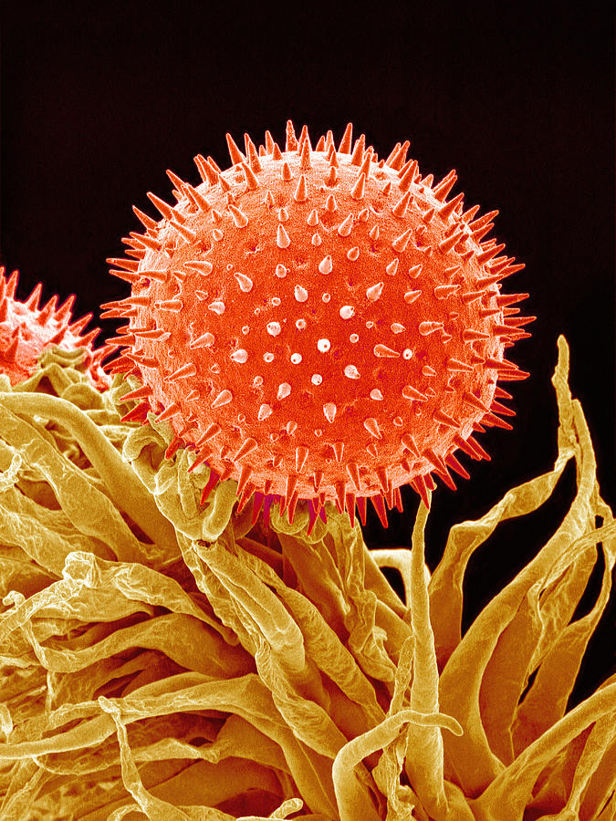 Nature Photograph - Mallow Pollen, Sem #1 by Susumu Nishinaga