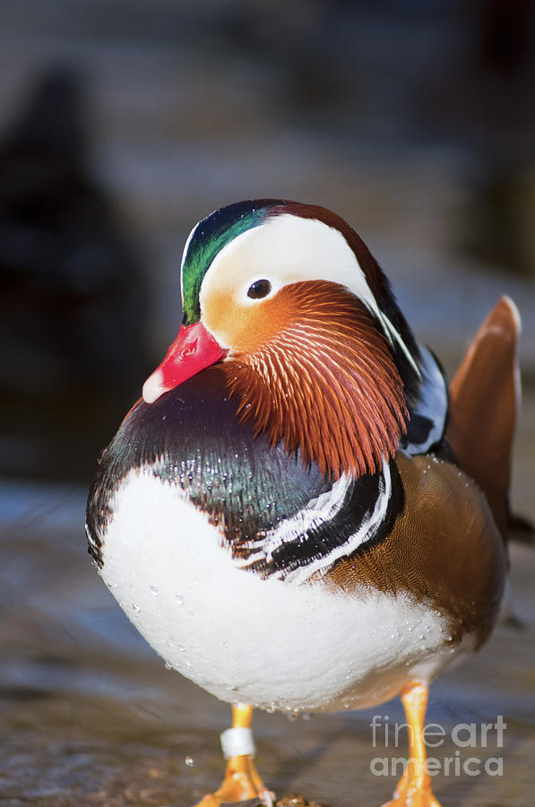 Mandarin duck #1 Photograph by Andrew  Michael