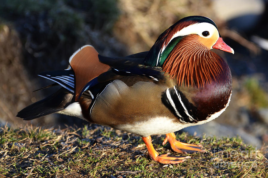 Mandarin duck #1 Photograph by Mats Silvan