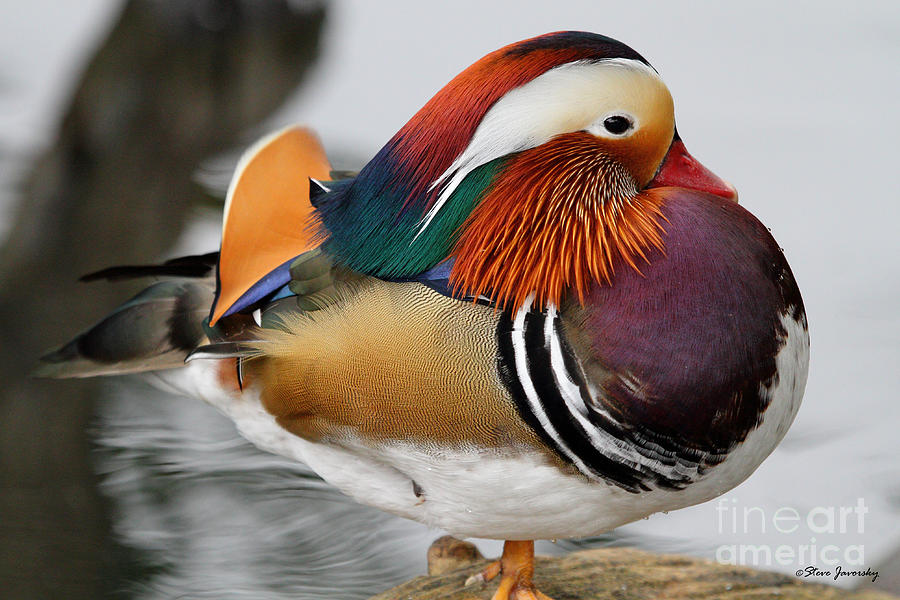 Mandarin Duck #1 Photograph by Steve Javorsky