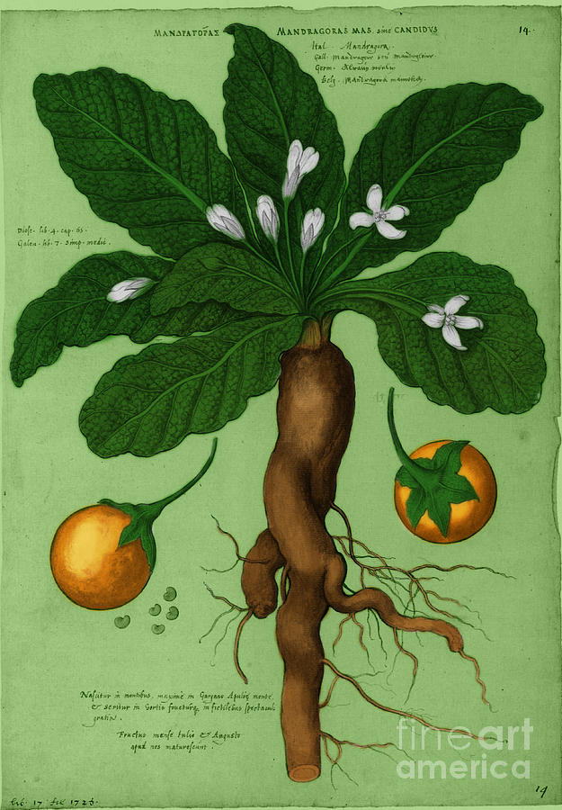 Mandrake Root Alchemy Plant #4 Photograph by Science Source