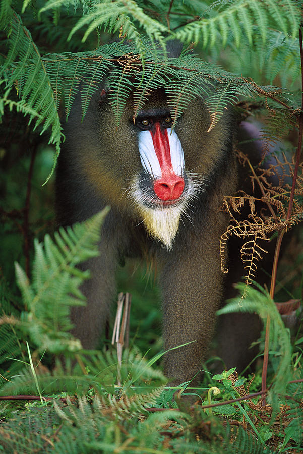 Mandrill Mandrillus Sphinx Adult Male #1 Photograph by Cyril Ruoso