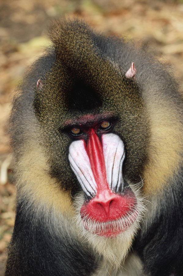 Mandrill Photograph by Tony Camacho - Fine Art America