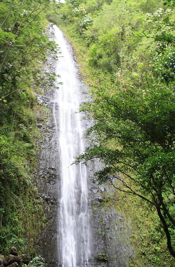 Manoa Falls Photograph by Brandon Radford - Fine Art America