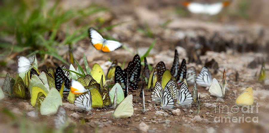 Many butterfly on the flow in the wild #1 Photograph by Anek Suwannaphoom
