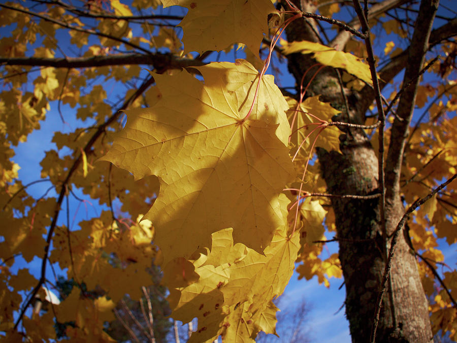 Maple in fall #1 Photograph by Jouko Lehto