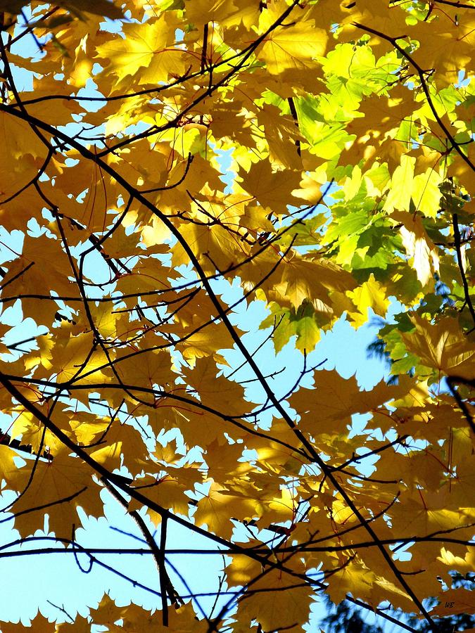 Maple Leaf Canopy Photograph by Will Borden - Fine Art America