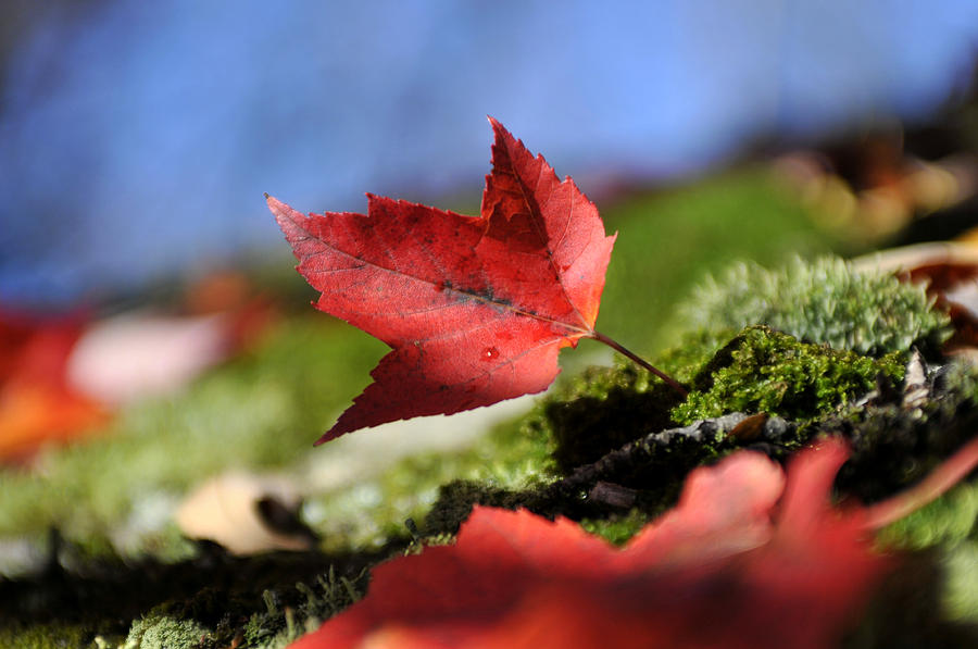 Maple Leaf #1 Photograph by Douglas Pike