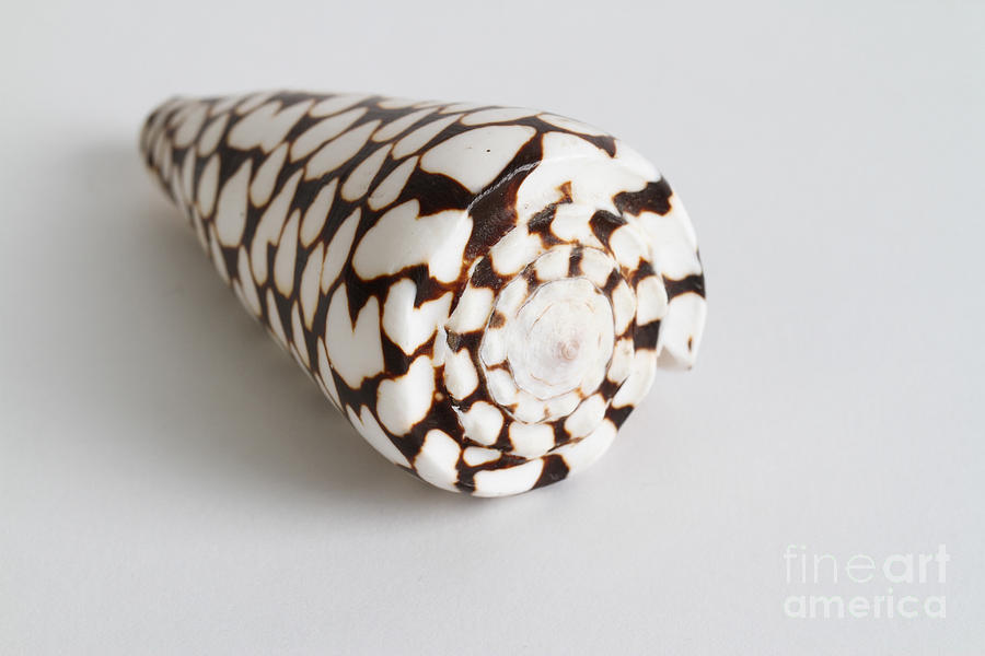 Marbled Cone Shell #1 Photograph by Photo Researchers