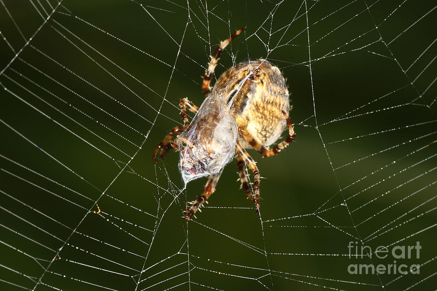 Marbled Orb Weaver Spider Eating #1 Photograph by Ted Kinsman