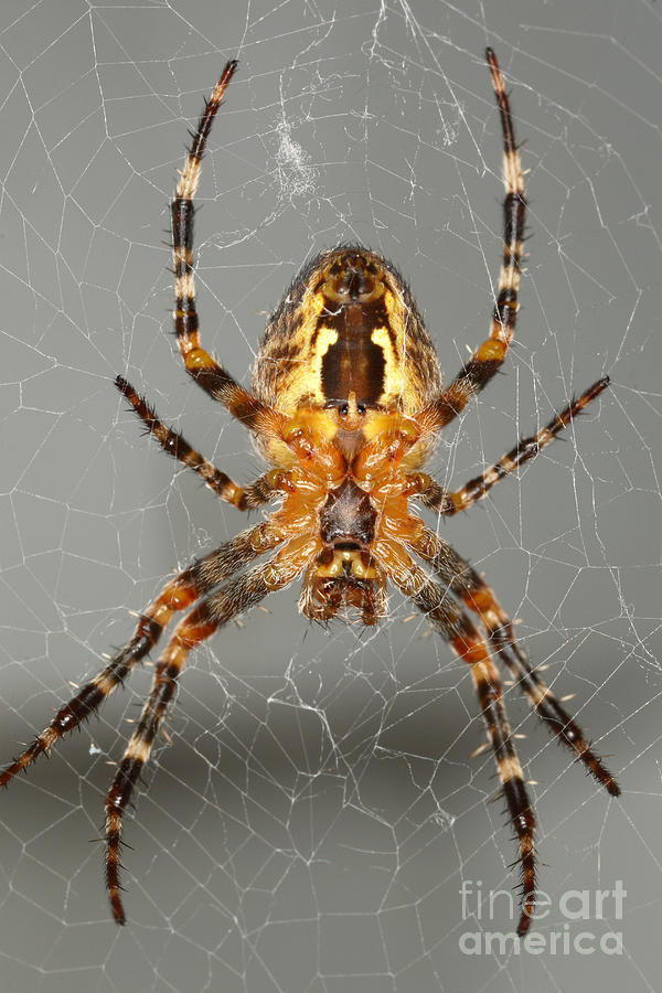 Spider Photograph - Marbled Orb Weaver Spider #1 by Ted Kinsman