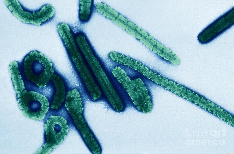 Marburg Virus Photograph by Science Source