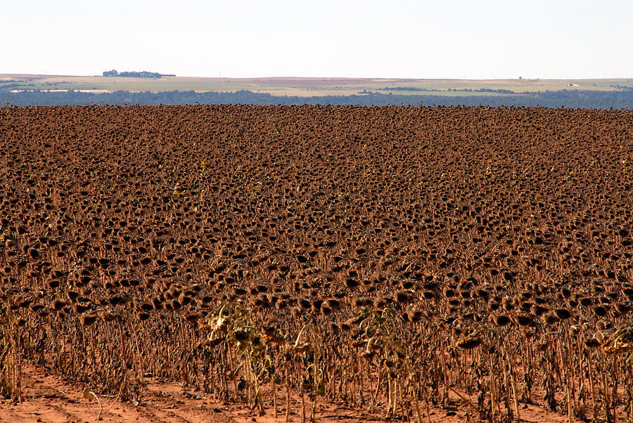 March of the Sunflowers #1 Photograph by David Lee Thompson