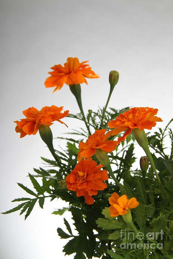 Marigolds #1 Photograph by Photo Researchers, Inc.