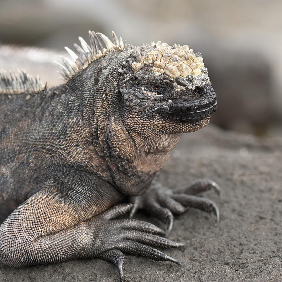 Marine Iguana Amblyrhynchus Cristatus Photograph by Keith Levit