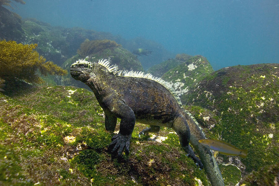 Wildlife Photograph - Marine Iguana #1 by Peter Scoones