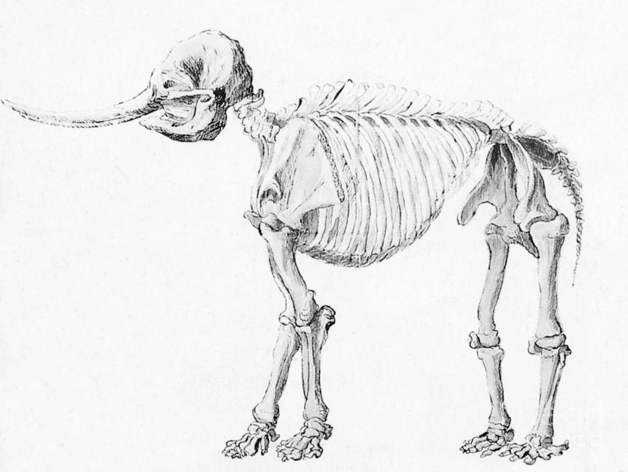 Mastodon Skeleton #1 Photograph by Science Source