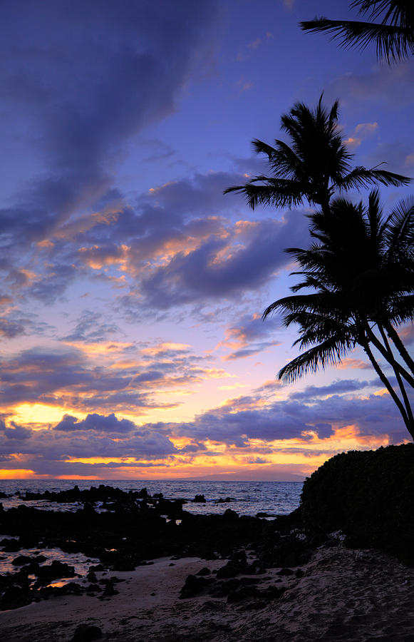 Maui palms Photograph by James Roemmling | Fine Art America