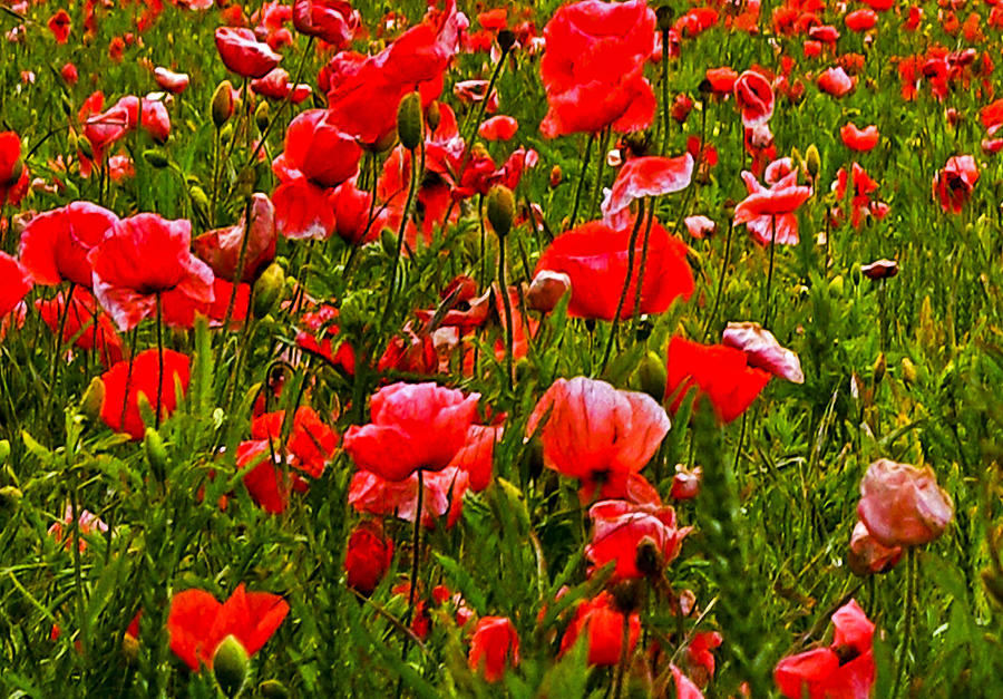 Poppy Photograph - Meadow Flowers #1 by Trevor Kersley