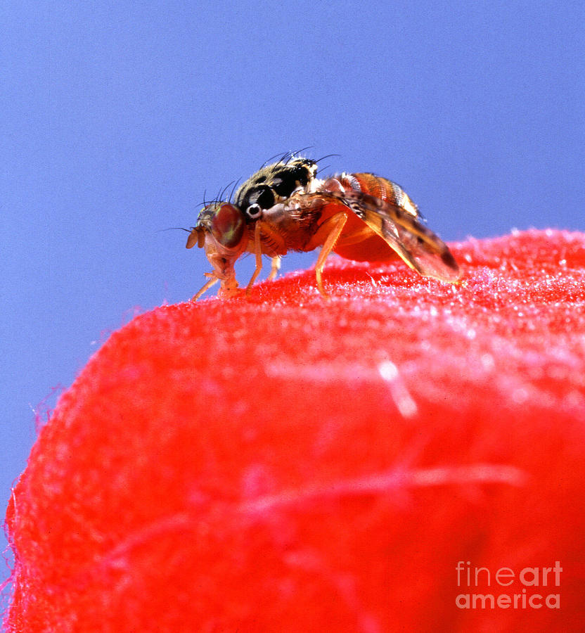Mediterranean Fruit Fly #1 Photograph by Science Source